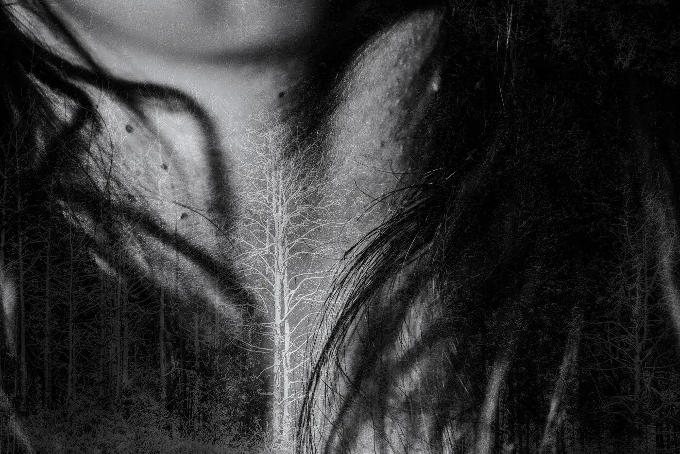 Close-up black and white photo of a person's face with long hair, overlaid with an image of a leafless forest.
