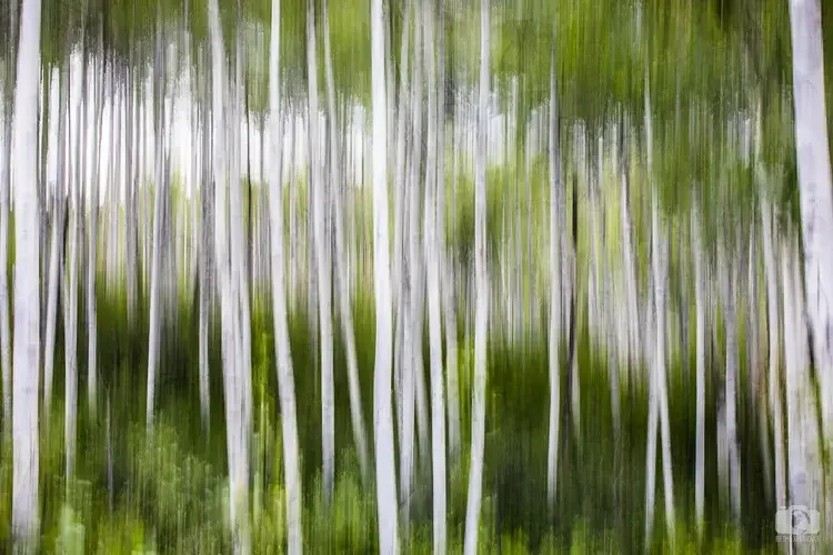 Abstract photo of a forest with tall trees and green foliage, captured with motion blur creating vertical streaks.
