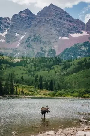Maroon Bells Moose