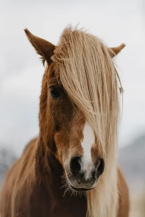 Icelandic Horse