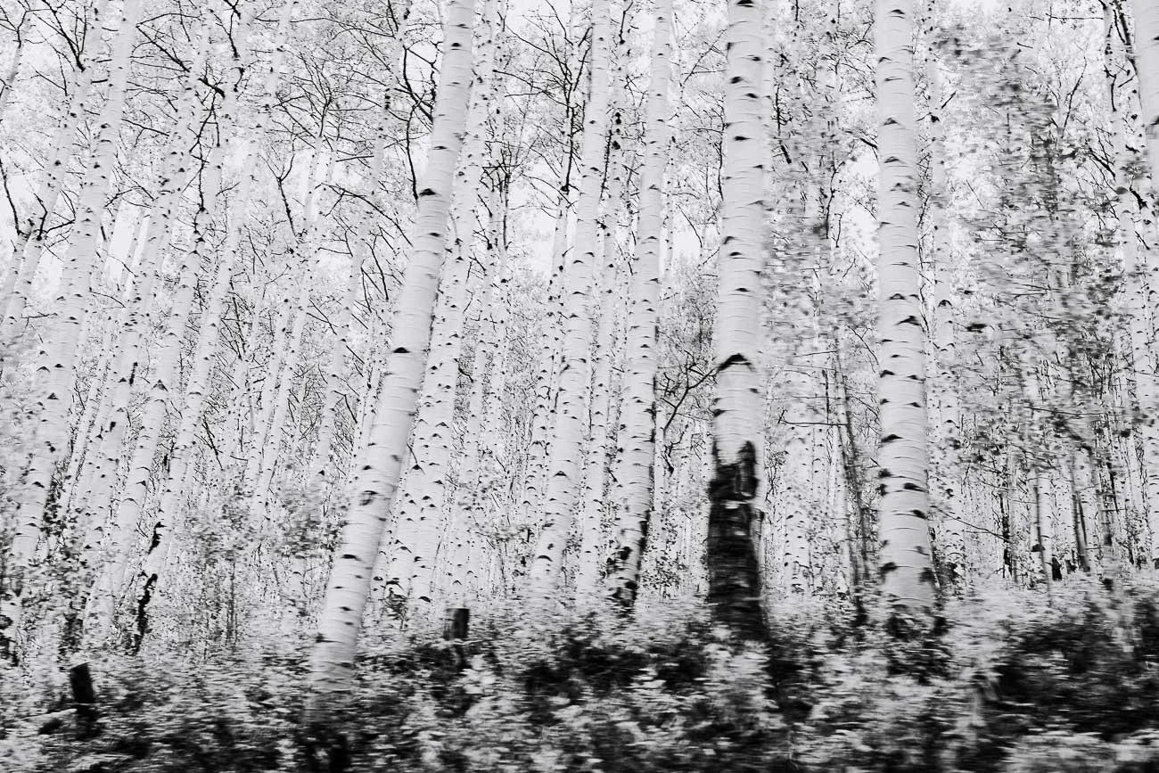 Tamara_Susa_Aspen_grove_Colorado-00369.jpg