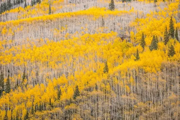 A hillside covered with yellow aspen trees and sparse green pine trees during fall.
