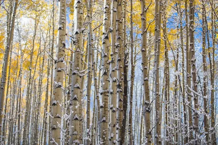 Aerial view of a hiking trail next to a river surrounded by colorful autumn trees.
