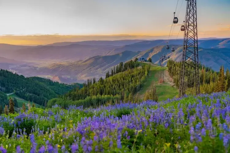 Scenic mountain landscape with a cable car system, vibrant wildflowers, and lush green forests during sunset.
