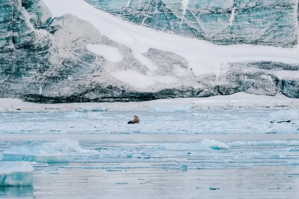A lone seal lying on ice on a frozen body of water, with a large icy glacier in the background.
