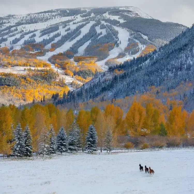 Snow-covered pasture with three horses standing near a wooden fence. Mountainous landscape in the background with snow-dusted trees and slopes, some with autumn-colored foliage.