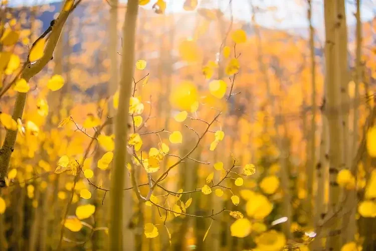 Golden yellow leaves on thin branches in a forest of aspen trees during autumn.

