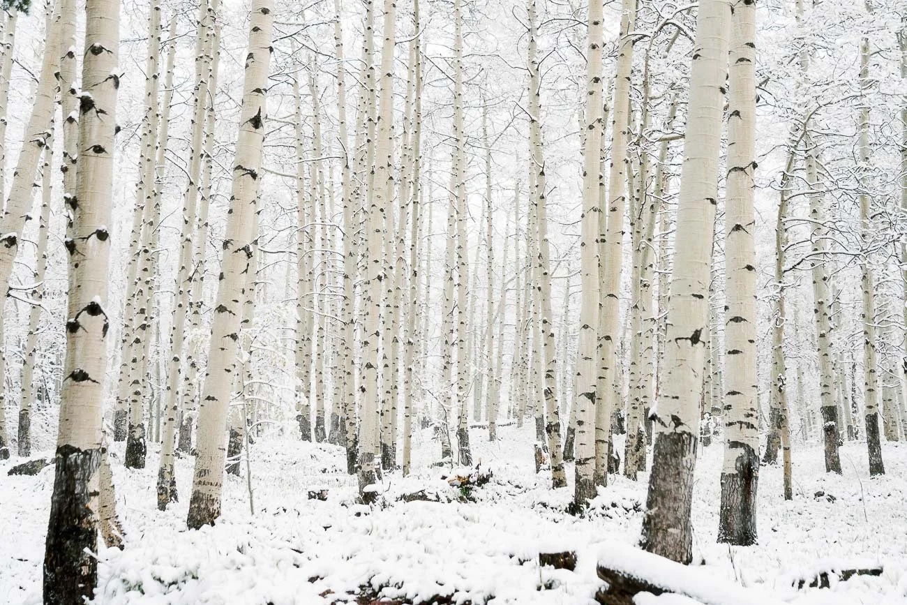 Tamara_Susa_Aspen_grove_Colorado--10.jpg