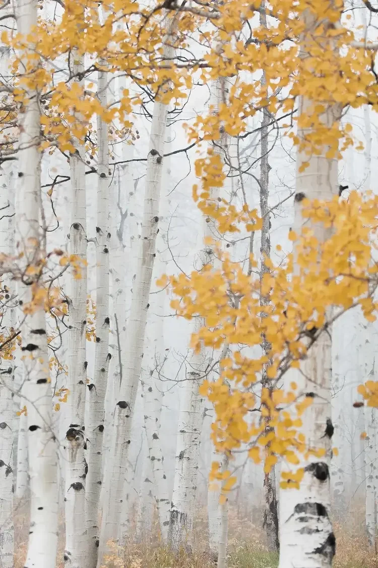 Foggy forest of aspen trees with white bark, some orange autumn leaves remaining on branches.
