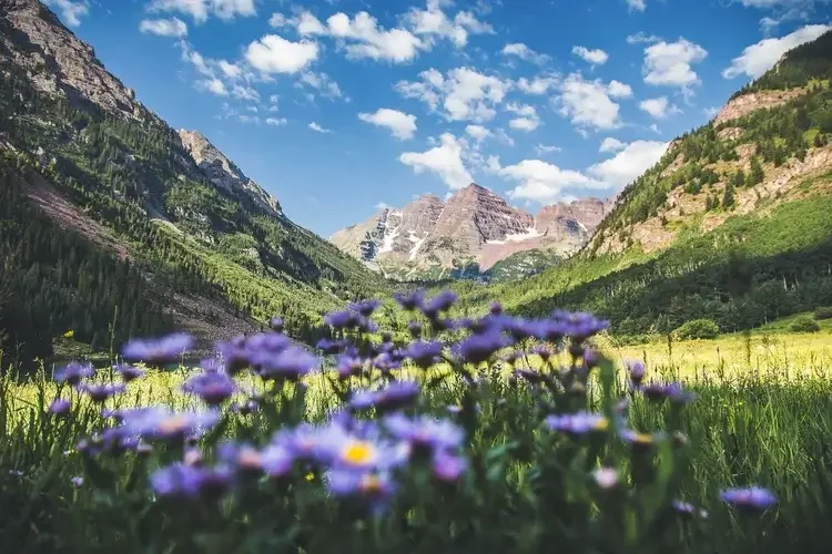 A scenic view of a mountain valley with lush green forests, purple wildflowers in the foreground, tall mountains in the background, and a partly cloudy blue sky.
