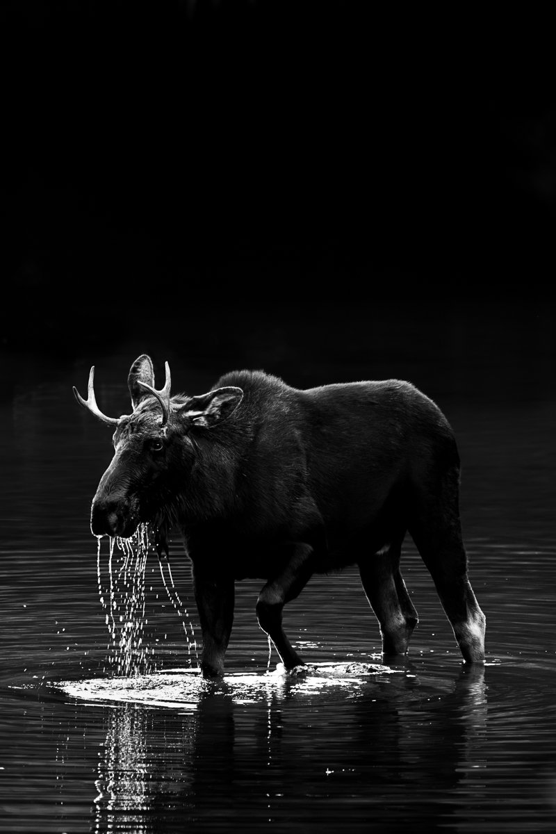 Tamara Susa_Moose_01954.jpg