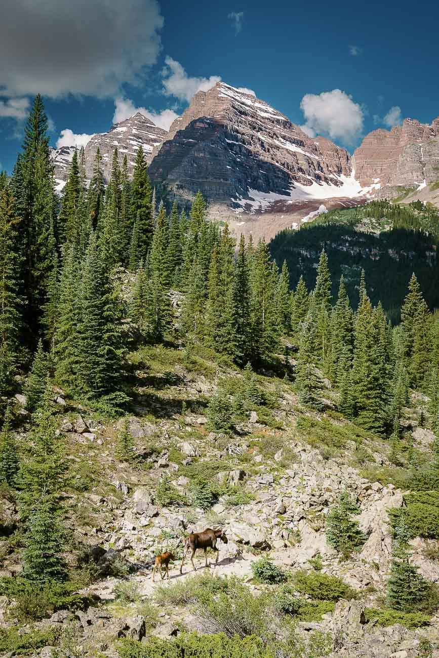 Tamara_Susa_Wildlife_Colorado-02968.jpg