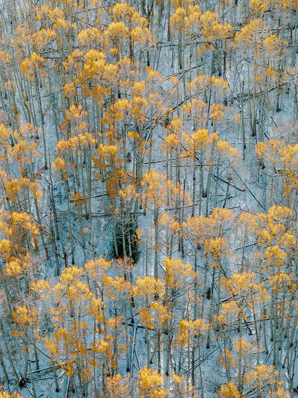 Tamara_Susa_Aspen_Grove_Colorado--5.jpg
