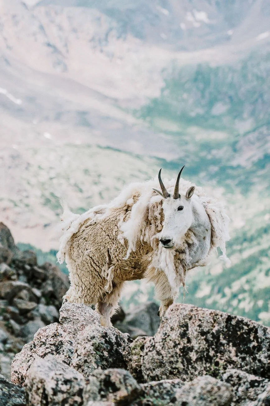 Tamara_Susa_Wildlife_Colorado-04909.jpg