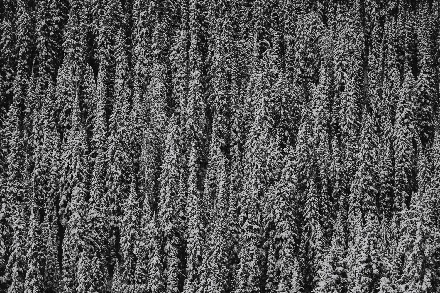 A dense forest of tall pine trees covered in snow.