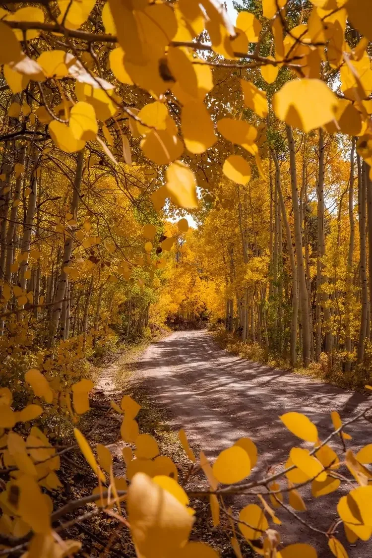 A dirt forest road surrounded by trees with golden yellow autumn leaves.
