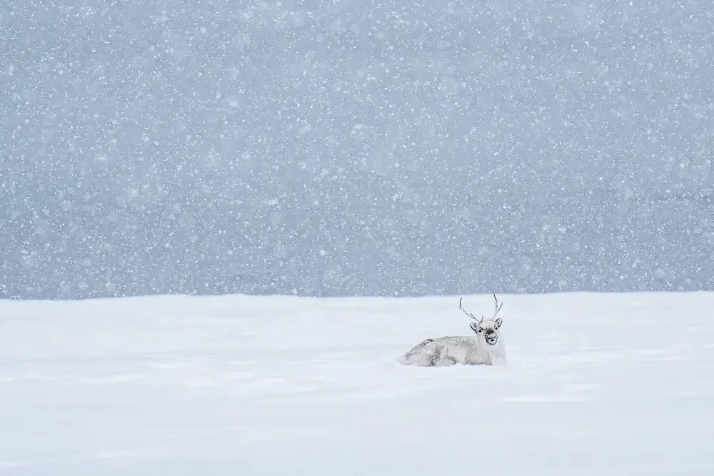 A reindeer lying in the snow during a snowstorm in a snowy landscape.
