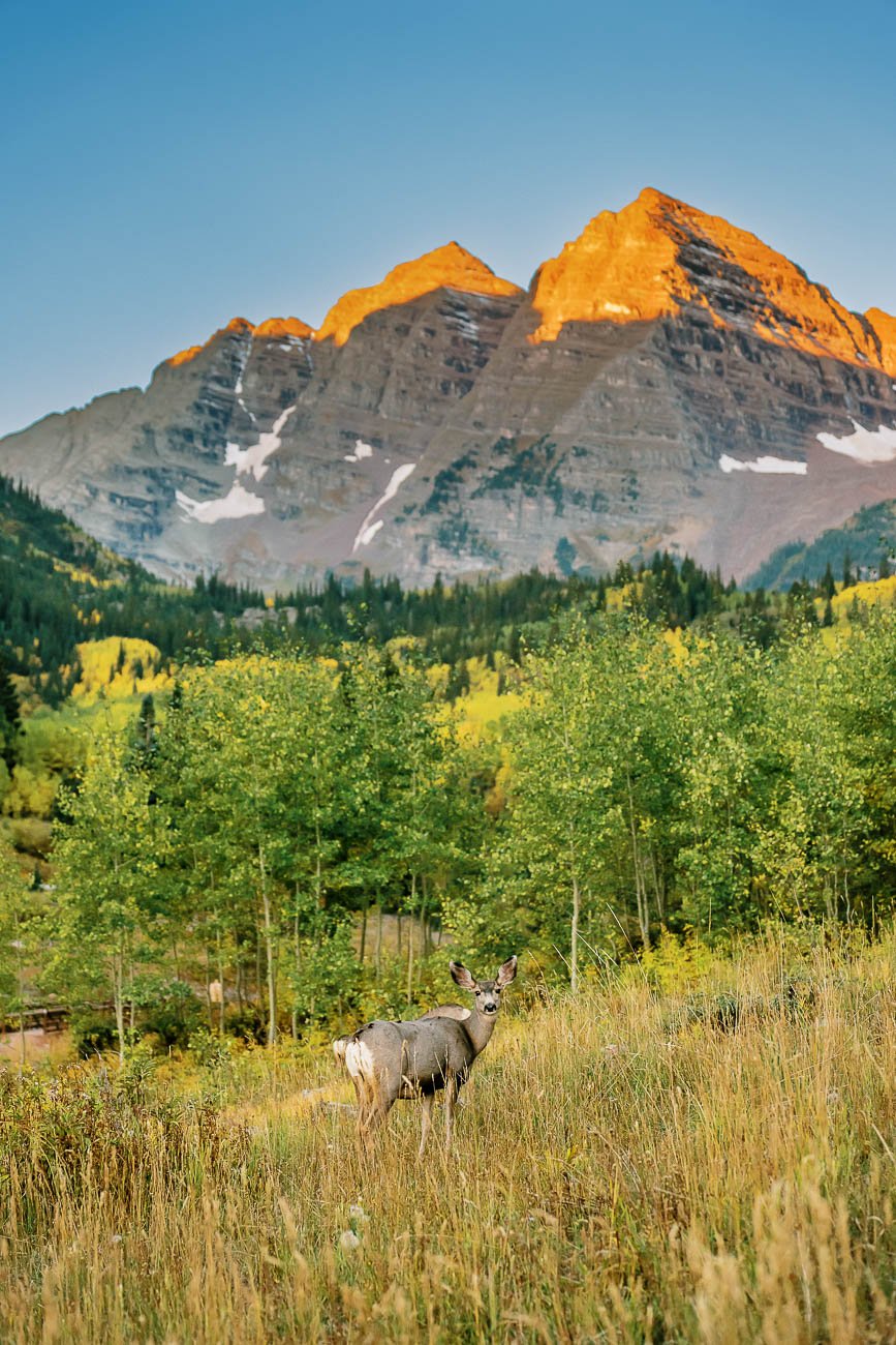 Tamara_Susa_Wildlife_Maroon_Bells-08597.jpg