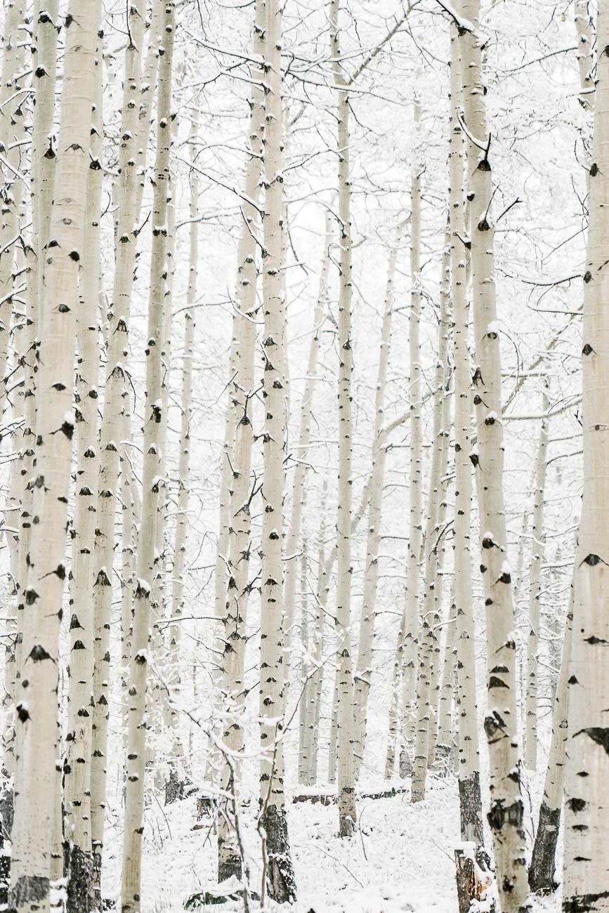 Tamara_Susa_Aspen_grove_Colorado-09982.jpg