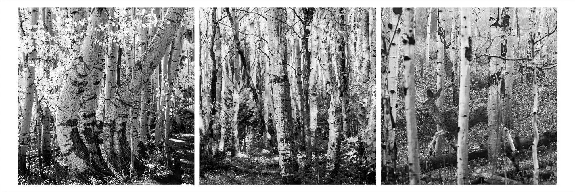 Black and white photo of a river with flowing water around two dark rocks, creating a smooth, blurred effect.
