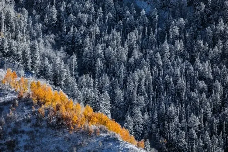 Snow-covered forest with a hillside of yellow-orange trees in the foreground
