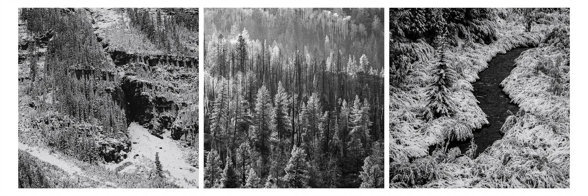 Three black and white photos of winter scenes: snow-covered cliffs with trees, dense snow-covered forest, and a snowy river surrounded by snow-laden trees.