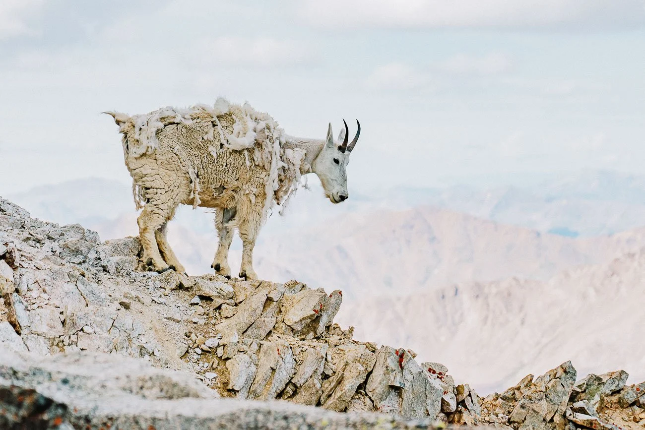 Tamara_Susa_Wildlife_Colorado-04725.jpg