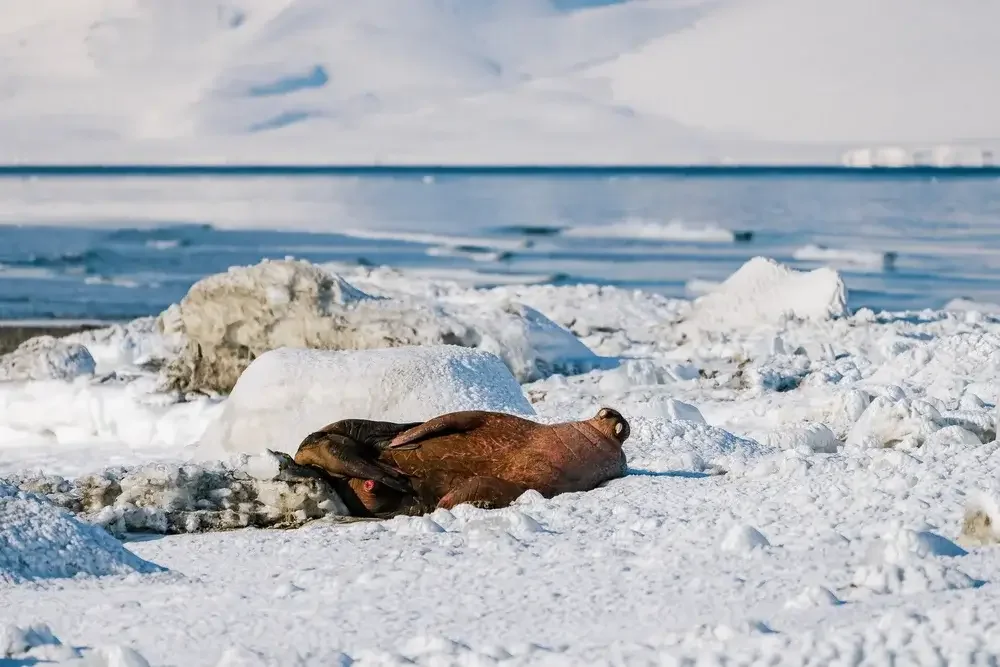 A dead emperor penguin lying on icy snow on the Antarctic coast with a background of ice, snow, and overcast sky.
