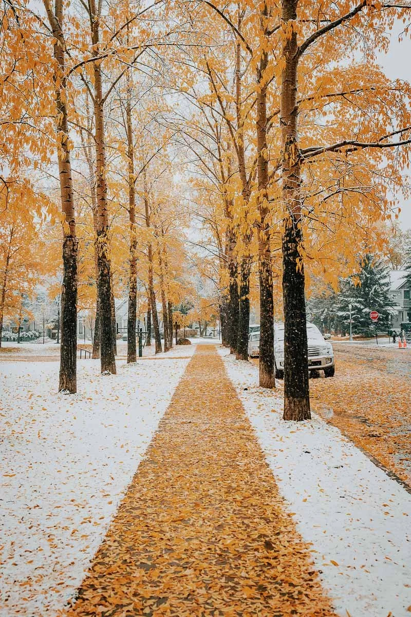 TamaraSusa_HistoricAspen_FallMeetsWinter2025-50.jpg