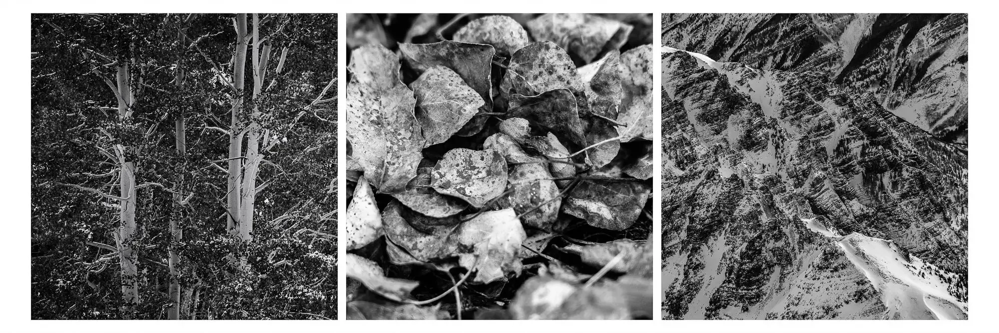 A triptych of black and white photographs depicting natural scenes: from left to right, trees with snow on branches, fallen dead leaves on the ground, and a mountain range with snow-covered slopes.