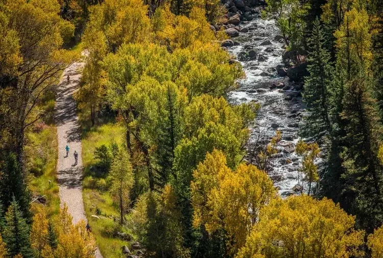 Snow-covered aspen trees in a forest during autumn transition.
