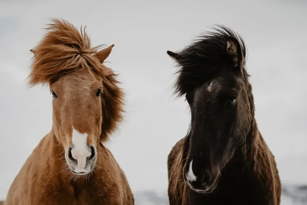 Icelandic Horses