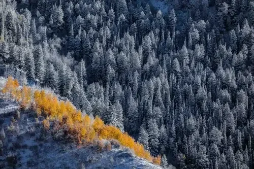 Golden Divide

