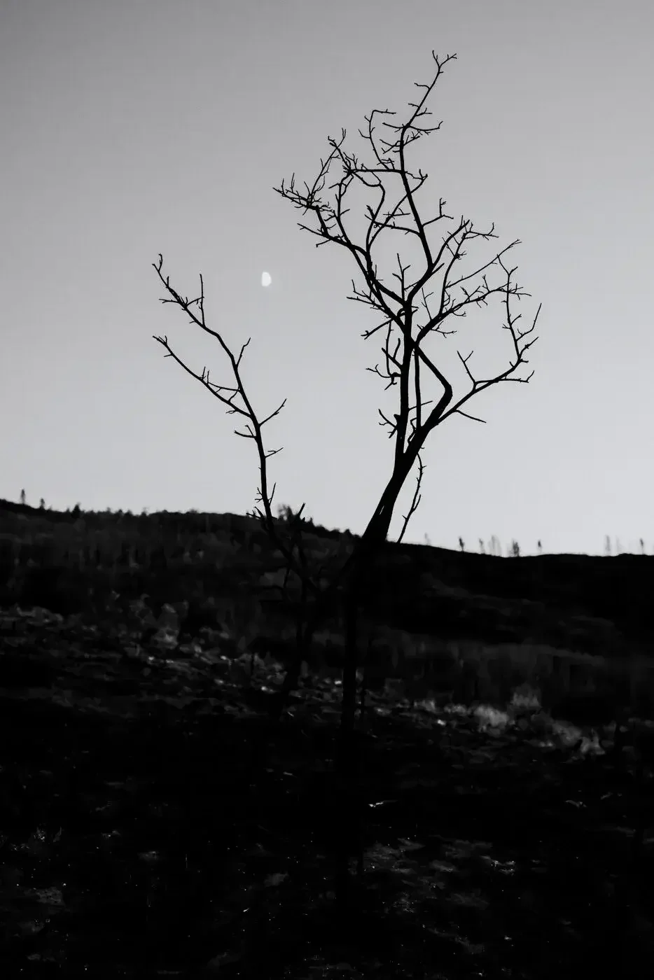 Silhouetted leafless tree in front of a clear sky with a visible crescent moon at dusk or dawn.