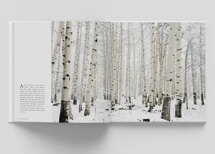 Open book displaying a photograph of a snow-covered aspen forest with tall, white bark trees and black markings, with snow on the ground and faint branches overhead.