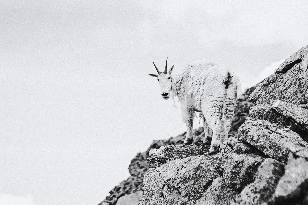 Tamara_Susa_Wildlife_Colorado-04920.jpg