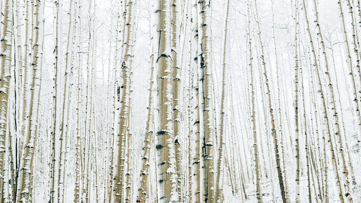 Tamara Susa_Aspen Grove_5694.jpg