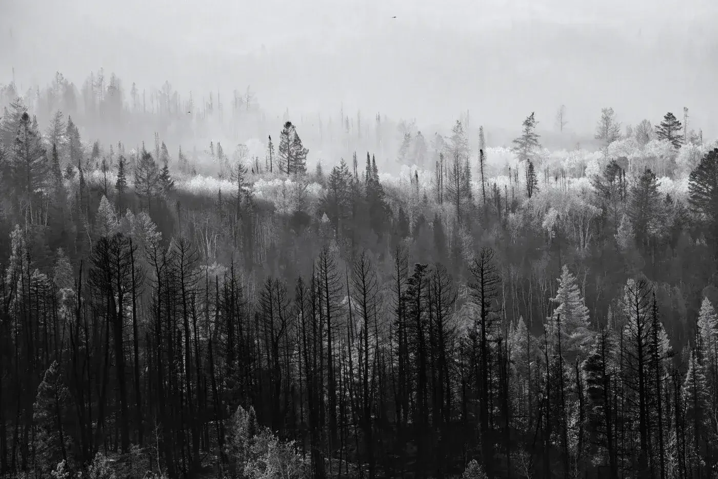 Black and white photograph of a foggy forest with tall, thin trees on a mountain hillside.
