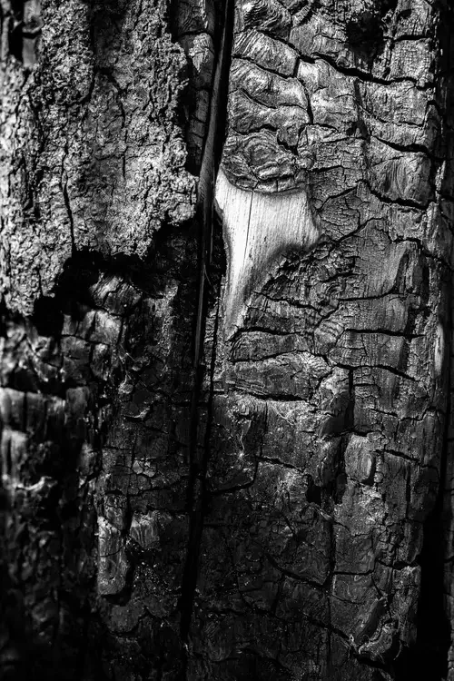 Close-up of textured, charred tree bark with cracks and rough surfaces in black and white.