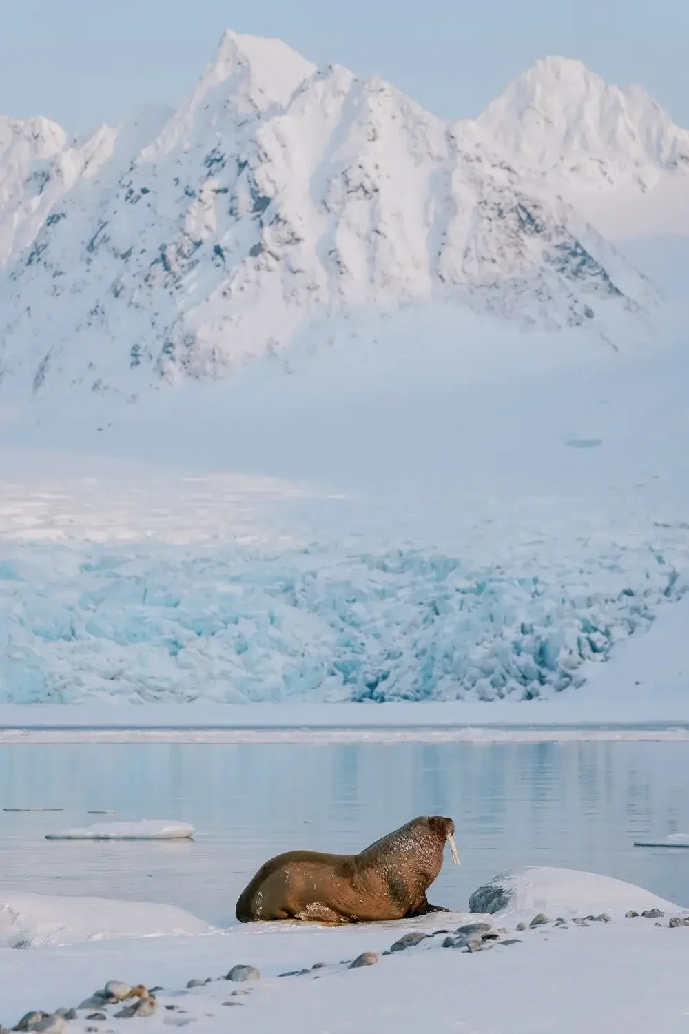 A walrus on an icy shoreline with snow-covered mountains and a glacier in the background.
