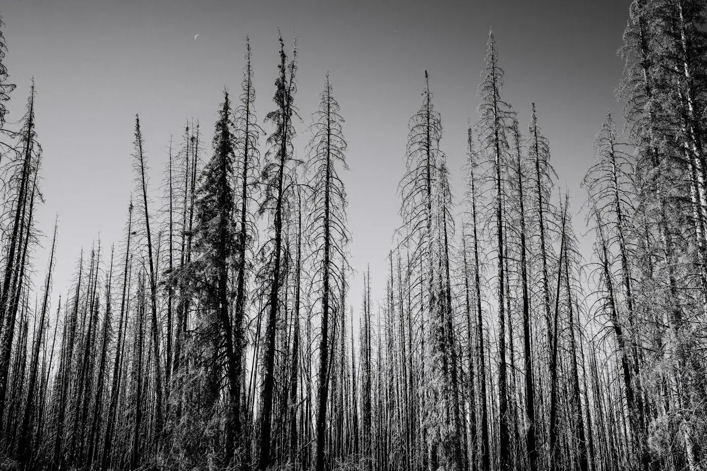 A forest of tall, leafless trees with burnt trunks, under a night sky with a crescent moon.
