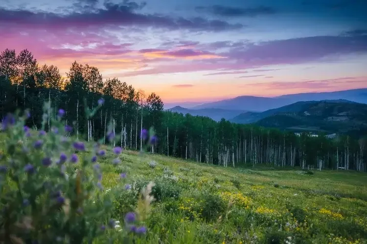 A scenic landscape of a lush green meadow with colorful wildflowers, bordered by dense trees, with mountains in the background under a vibrant sunset sky with purple, pink, and orange hues.
