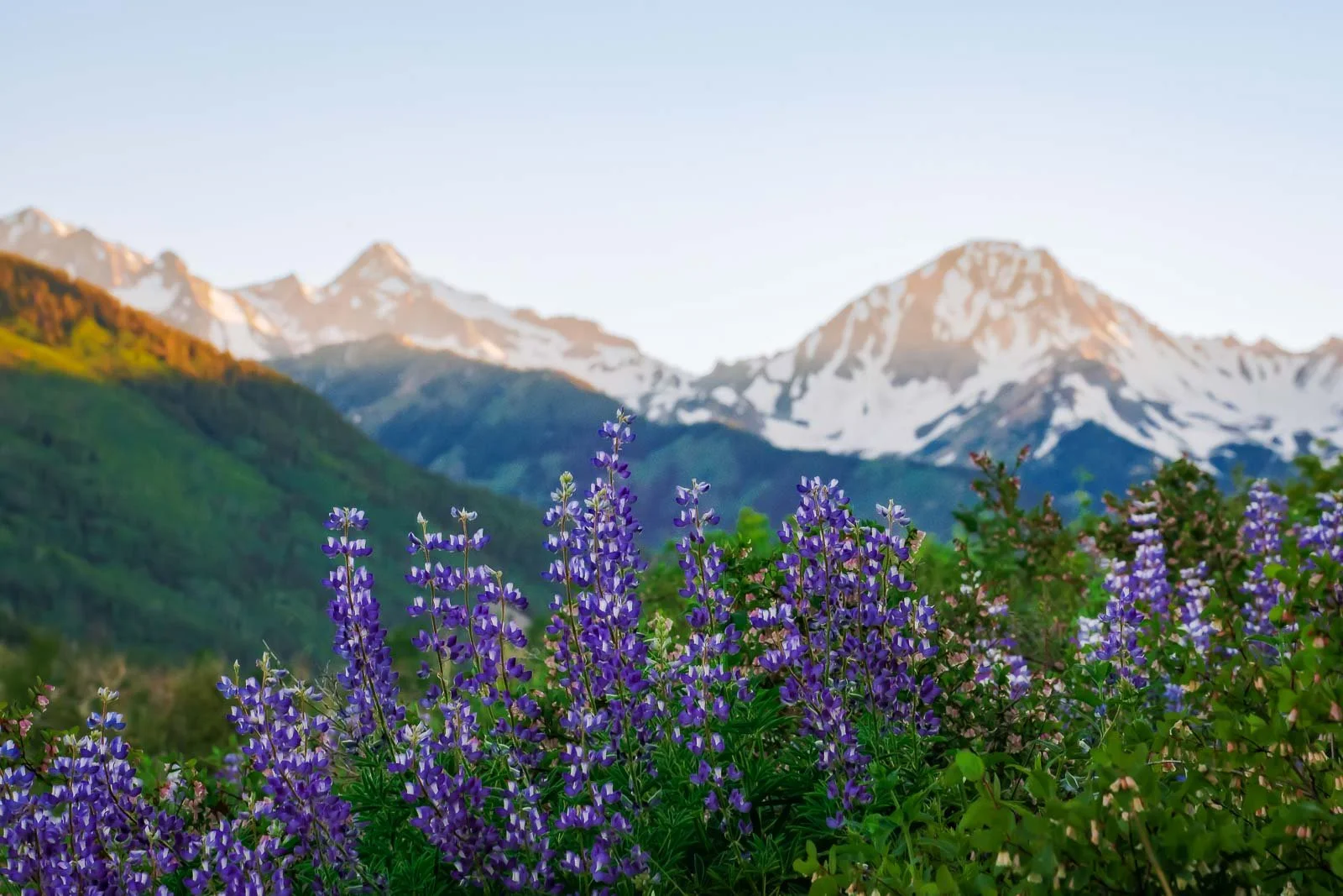 Purple wildflowers in the foreground with snow-capped mountains in the background under a clear sky.