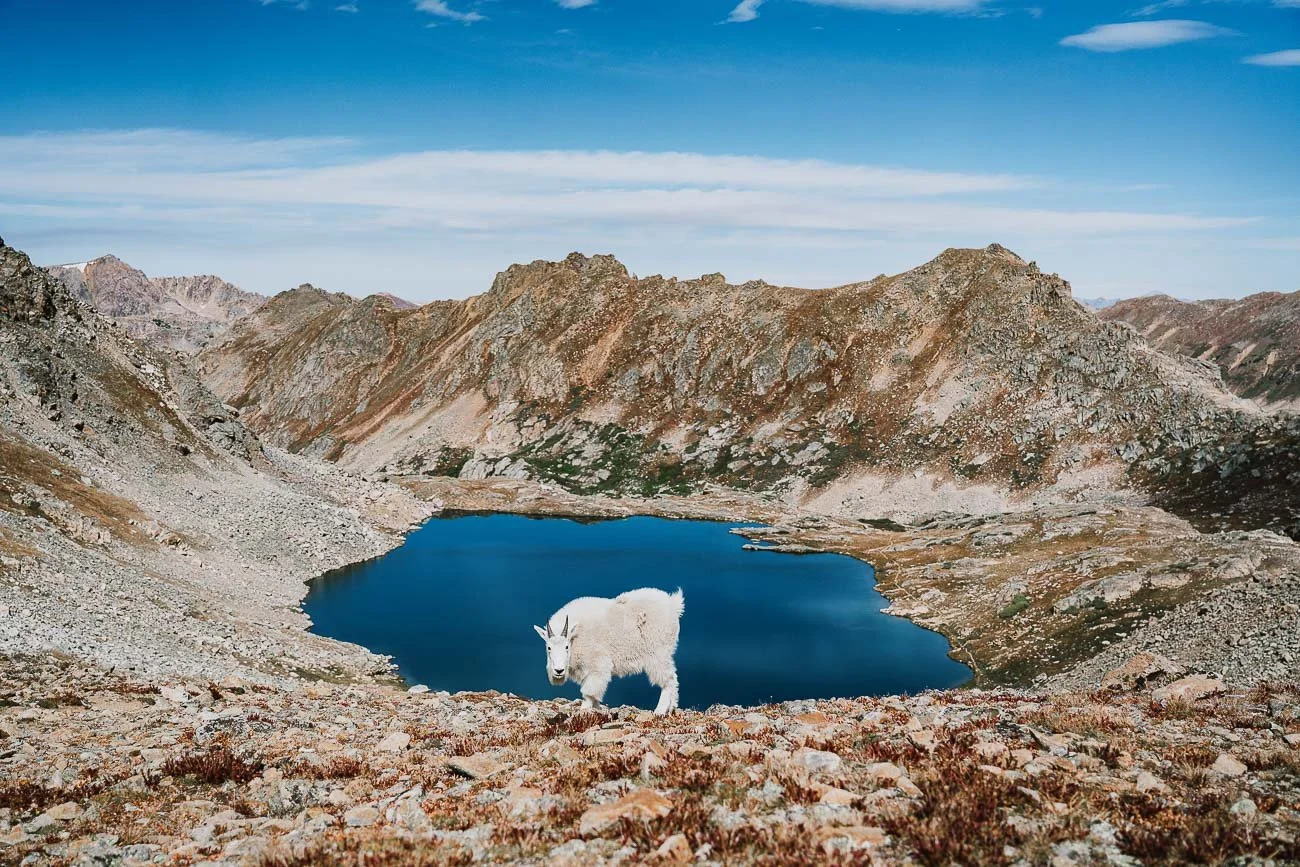 Tamara_Susa_wildlife_Colorado-01280.jpg