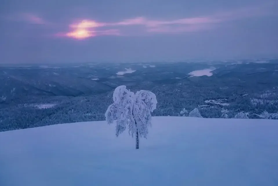The Lone Tree