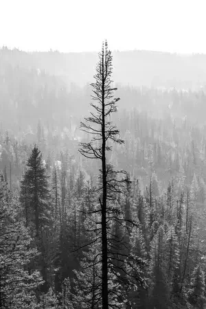 A solitary, leafless tree stands tall in a foggy forest of evergreen trees, black and white photo.