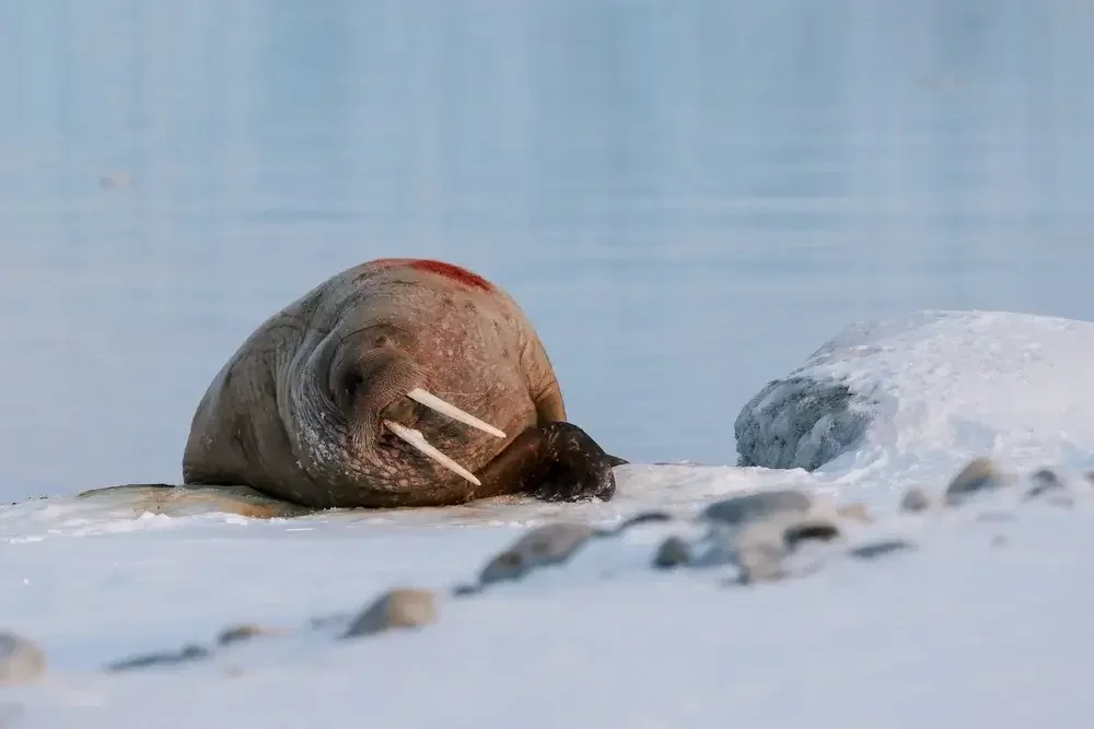 A mammoth lying on a snow-covered landscape in a cold, icy environment.
