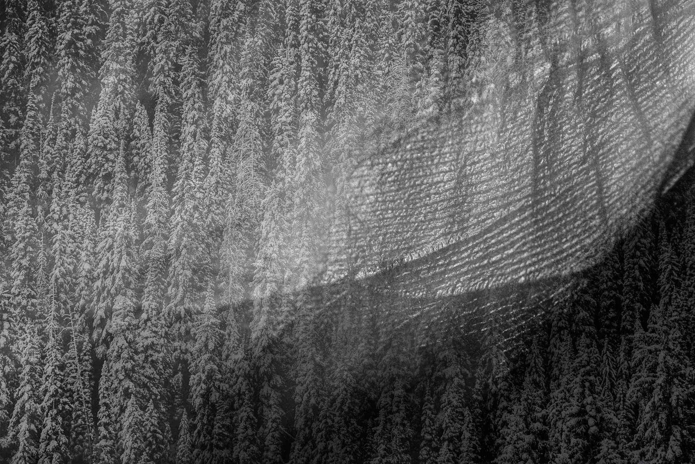 Black and white photograph of a densely forested, snow-covered landscape with a large hill or mountain in the background.
