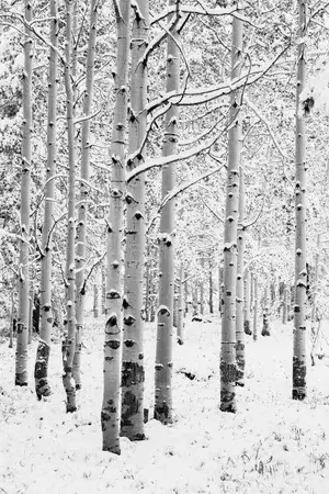 Snowy Aspens