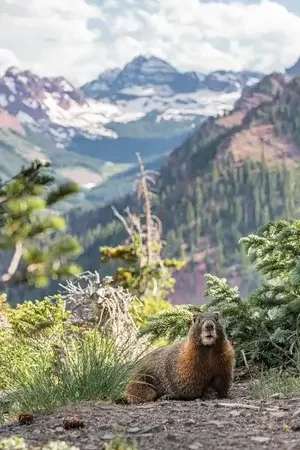 Maroon Bells Marmot